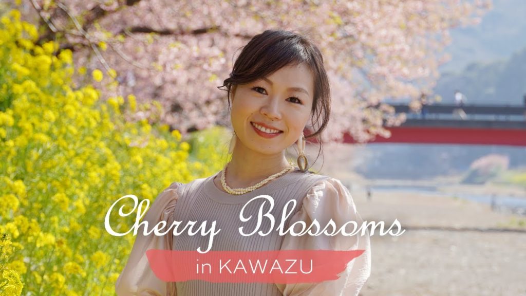 🌸Cherry Blossoms in KAWAZU🌸 🌸Cherry Blossoms in KAWAZU🌸