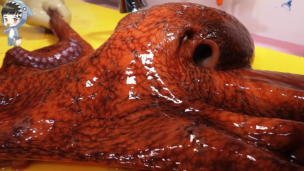 KOREAN STREET FOOD GIANT OCTOPUS DEVIL FISH KOREA SEAFOOD MARKET 포항 송도활어회센터 문어 160321