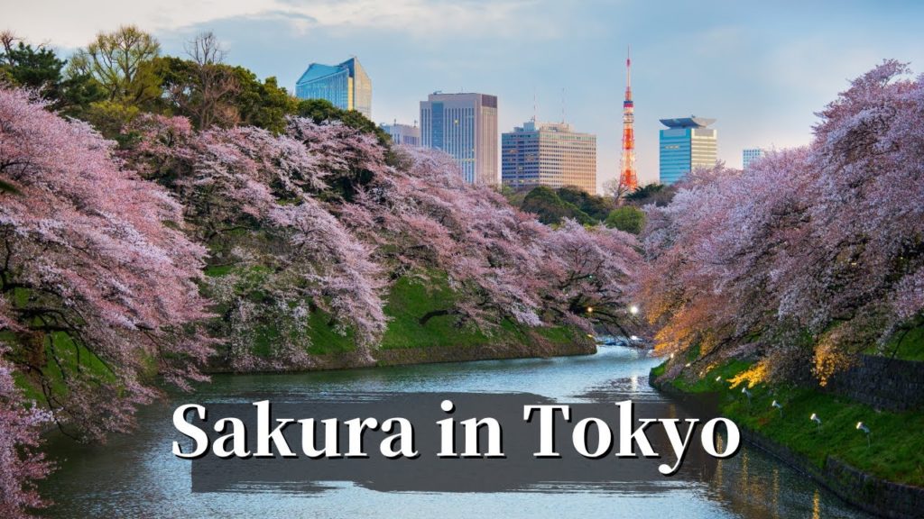 Sakura in Tokyo 2021