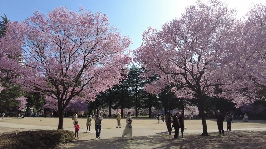 Cherry Blossoms in Sendai Nishikicho Park