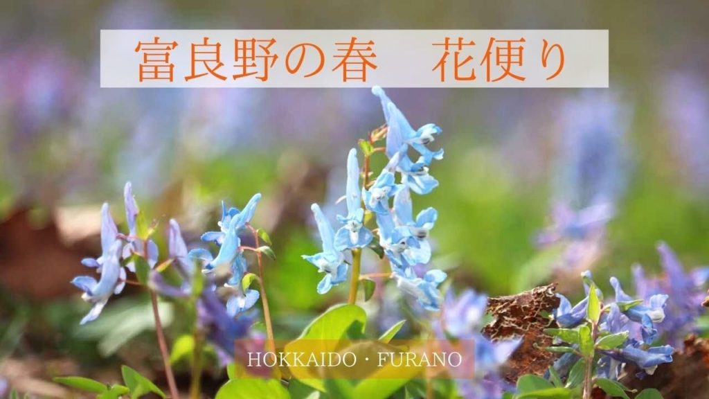 【富良野観光物語】vol.243☆富良野の春☆花便り☆エゾエンゴサク・エゾリス☆