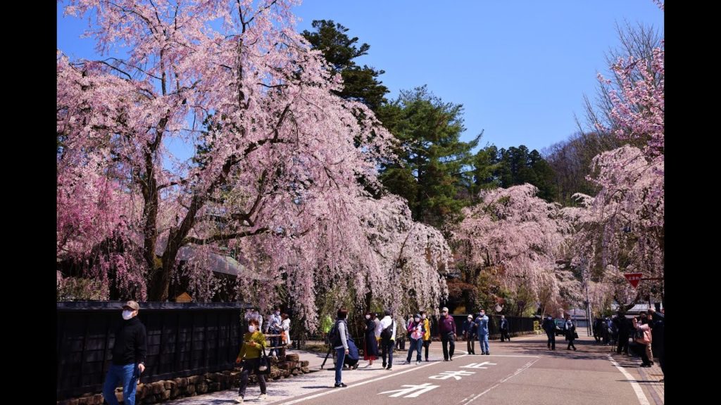 JG☆☆☆☆8K HDR 秋田 角館の桜絶景 完全版 重伝建の天然記念物桜(人力車と徒歩)+桧木内川の名勝桜+古城山の絶景 Akita, Kakunodate Sakura Complete Pack