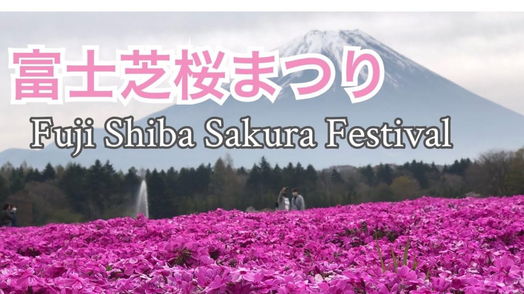 【4K日本の風景/Japanese landscape】富士芝桜まつり　2021.4.25 / Fuji Shiba Sakura Festival