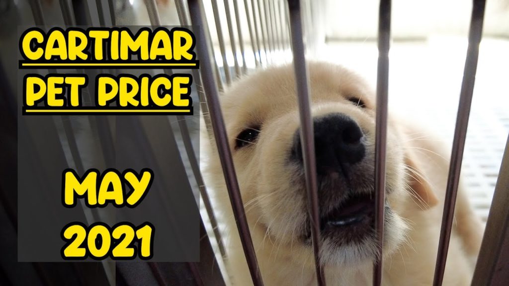 CARTIMAR Pet Price MAY 2021 LATEST Update (Bully, Golden Retriever, Akita, French Bulldog & More)