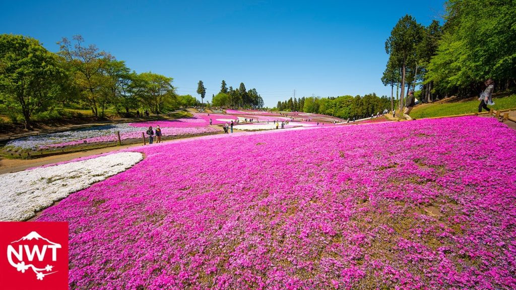 【4K HDR】Moss Pink At Hitsujiyama Park And Miharashinooka View Deck, Chichibu Saitama pref. 【4K HDR】Moss Pink At Hitsujiyama Park And Miharashinooka View Deck, Chichibu Saitama pref.
