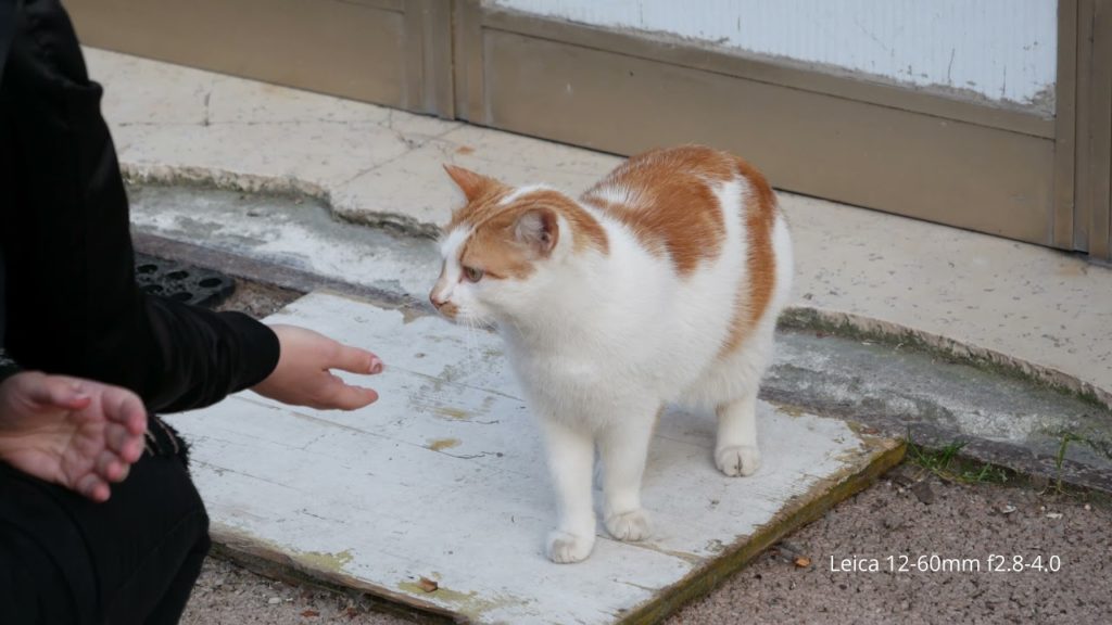 GX80 with leica 12-60 and sigma 30mm f1.4 April 28 2021 vlog amazing little camera i use everywhere GX80 with leica 12-60 and sigma 30mm f1.4 April 28 2021 vlog amazing little camera i use everywhere