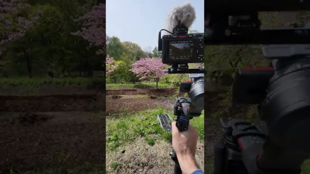 Teaser - Filming Morioka sakura