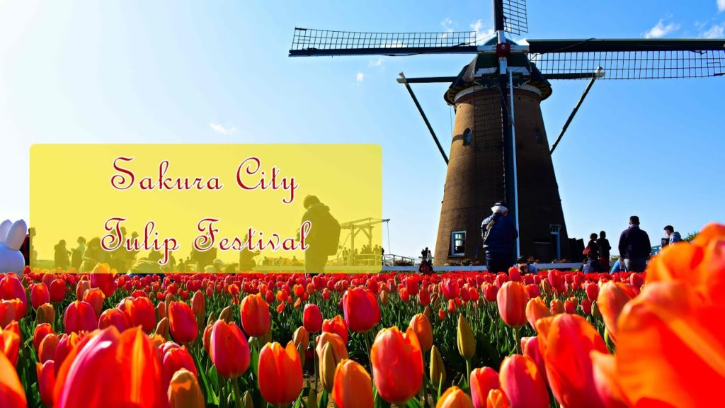 Sakura City Tulip Festival | #佐倉チューリップフェスタ | Sakura City Tulip Festival | #佐倉チューリップフェスタ |