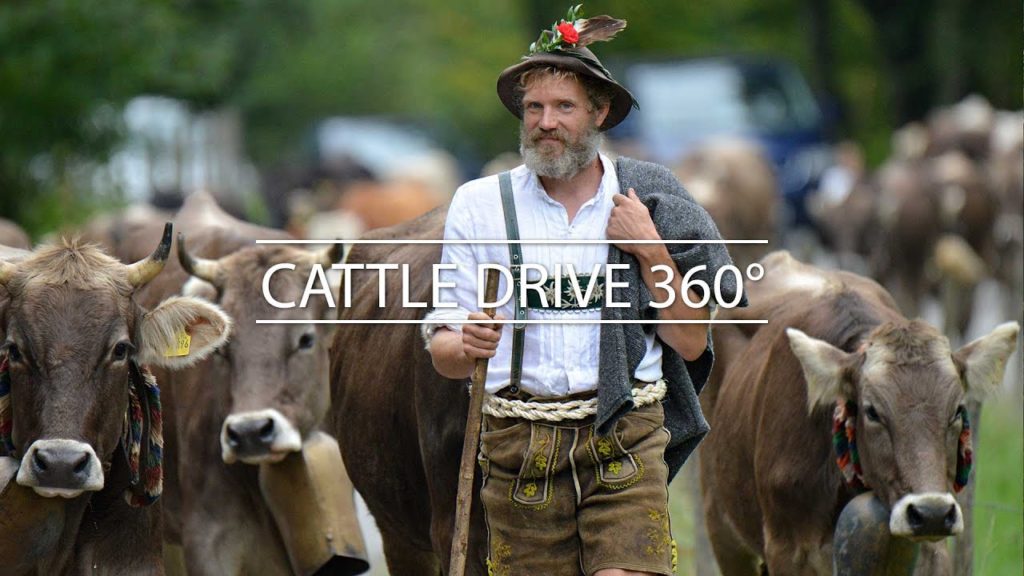 Bavaria in 360°: Cattle Drive down the mountains | Bavaria Travel Bavaria in 360°: Cattle Drive down the mountains | Bavaria Travel