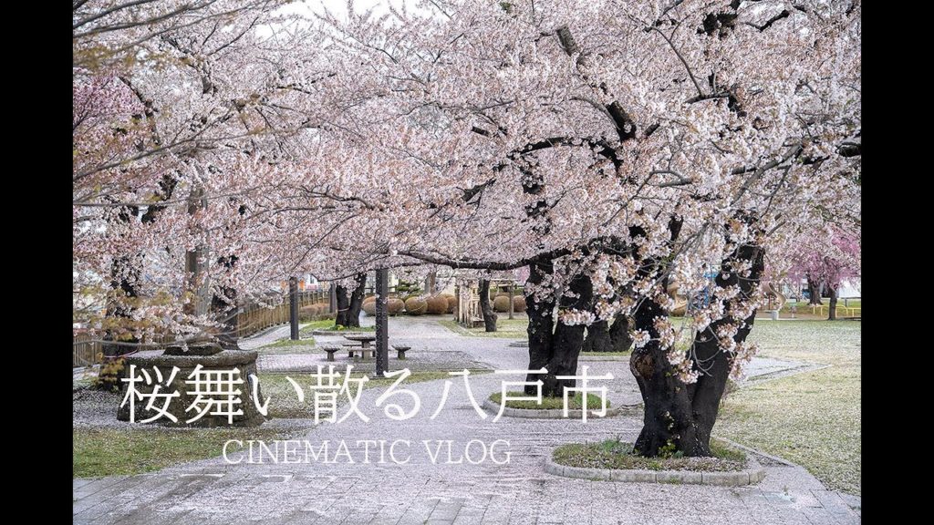 AomoriVlog【八戸】桜舞い散る八戸市 【CINEMATIC VLOG】SONY α7Ⅲ+FE55mm F1.8 AomoriVlog【八戸】桜舞い散る八戸市 【CINEMATIC VLOG】SONY α7Ⅲ+FE55mm F1.8