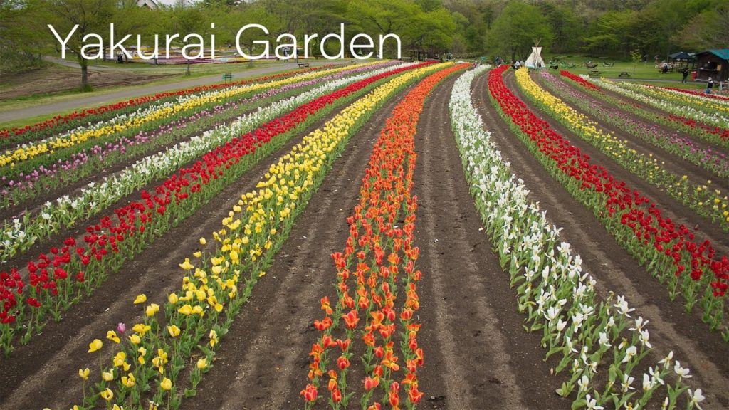 Best Flower Garden in Miyagi Japan やくらいガーデン イースターフェア 花の名所のチューリップ畑 | BMPCC6K Gen5 2.4:1 Best Flower Garden in Miyagi Japan やくらいガーデン イースターフェア 花の名所のチューリップ畑 | BMPCC6K Gen5 2.4:1