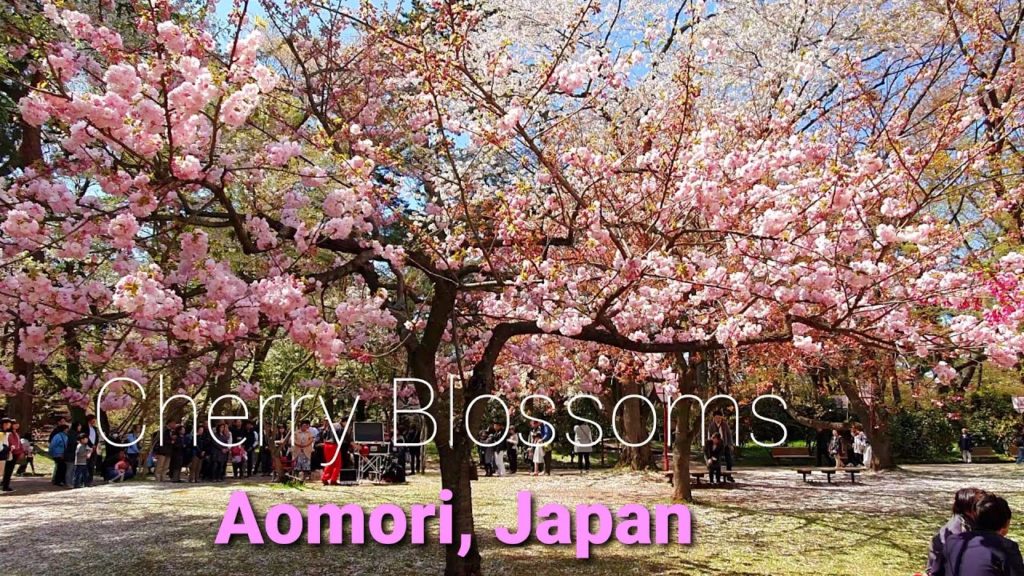 Spring in Japan: Cherry Blossoms Ashino Park, Hirosaki Park, Aomori, Japan travel spots (view in HD)