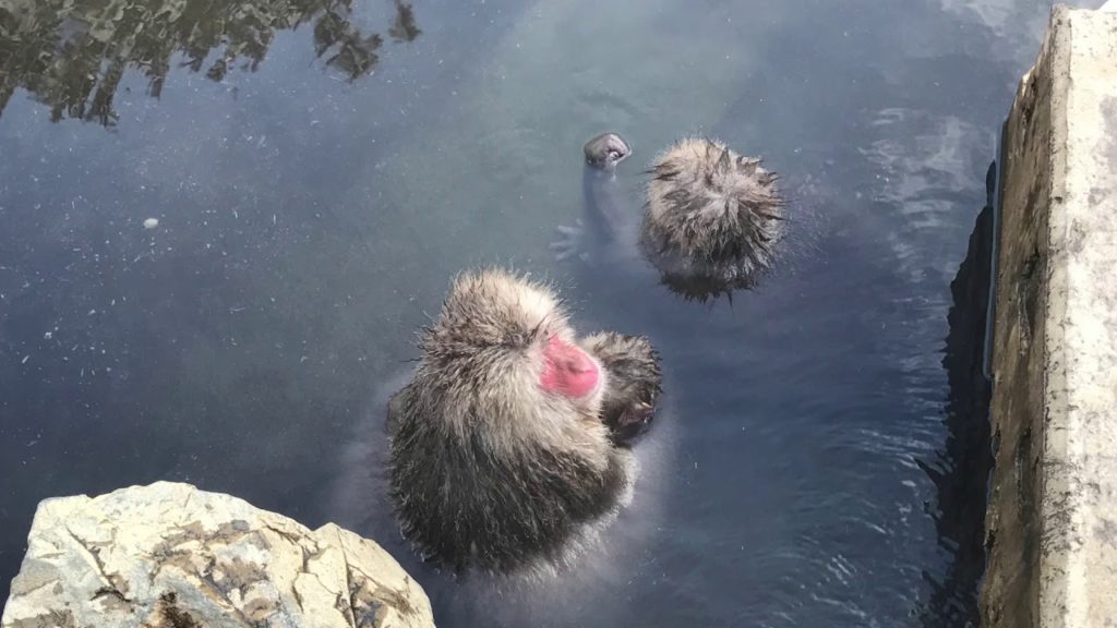 20161230 On this day... Nagano and Snow Monkey Park