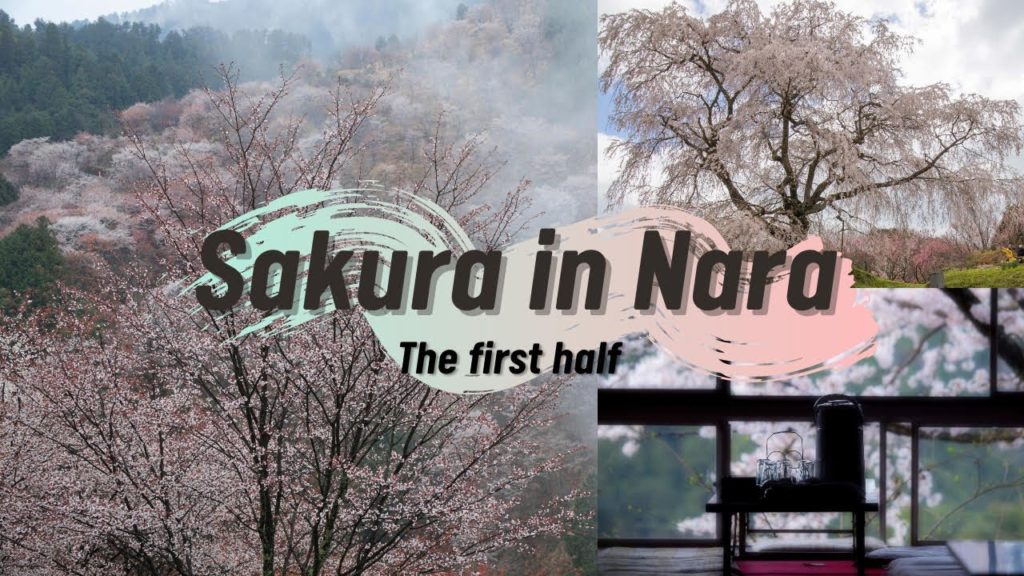 【Sakura in Nara Mt.Yoshino】First day of trip to Nara