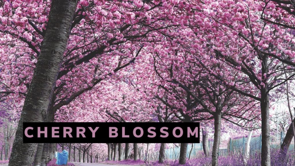 Fantastic Cherry Blossom Path in Berlin