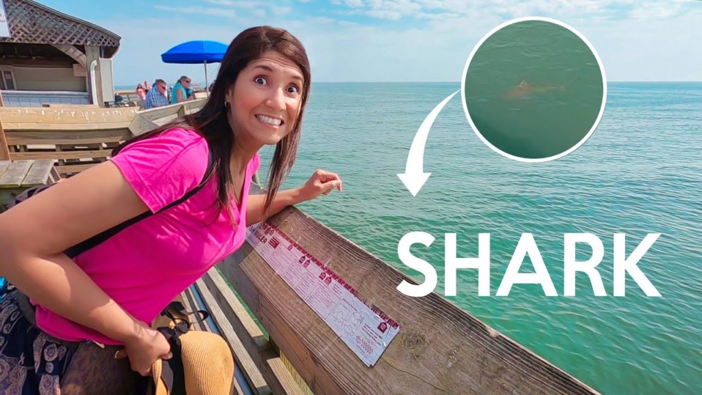 Shark at the beach in South Carolina + Surfside Beach (vlog 3)