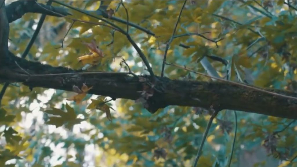 In To The Nature | Short Cinematic Video | Saad Films