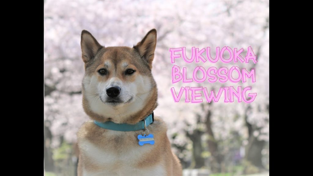 Cherry Blossoms at Fukuoka Castle Ruins