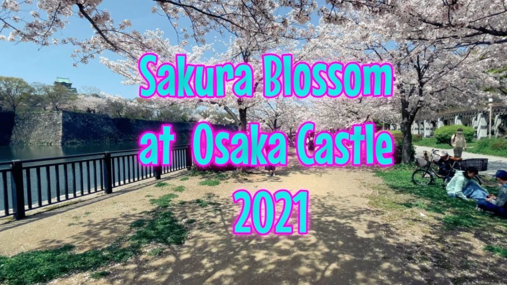 Sakura Blossom at Osaka Castle 2021