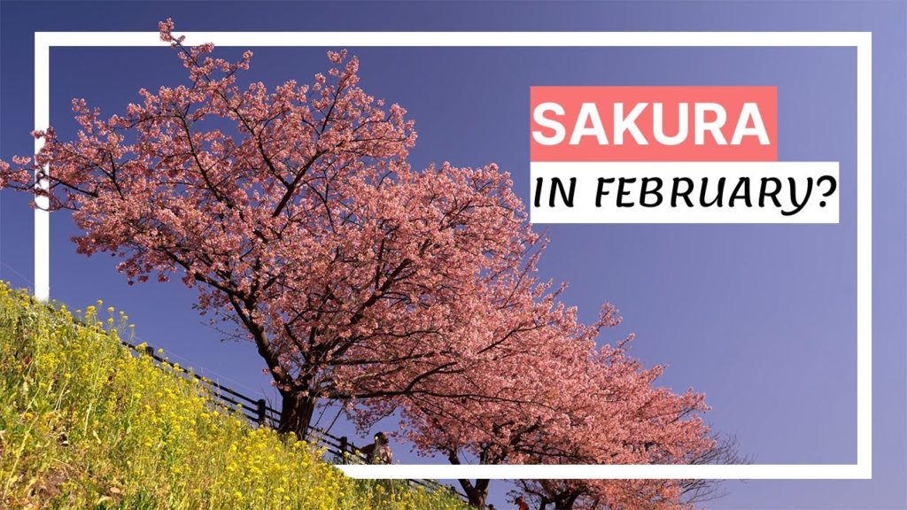 The earliest Sakura in Japan | Kawazu Sakura Japan Travel Vlog The earliest Sakura in Japan | Kawazu Sakura Japan Travel Vlog