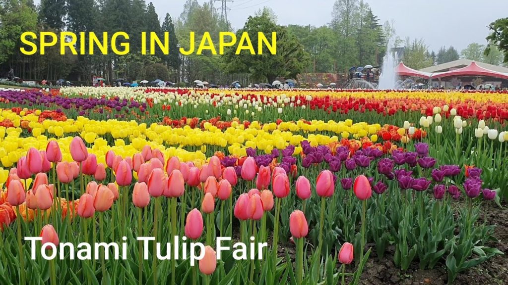 Spring in Japan: Tonami Tulip Fair, Showa Kinen Park