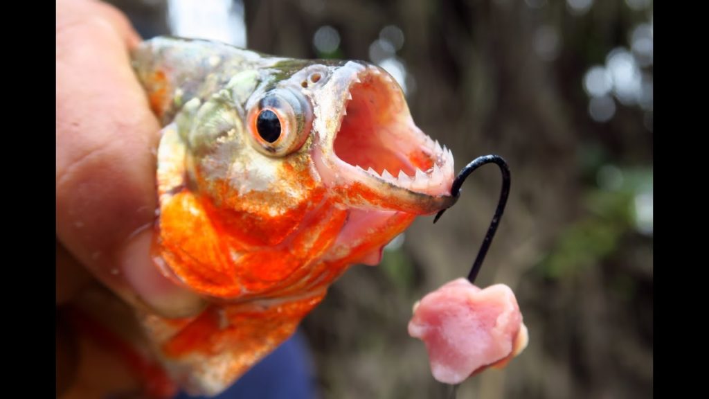 Fishing for Piranhas in the Amazon River in Peru