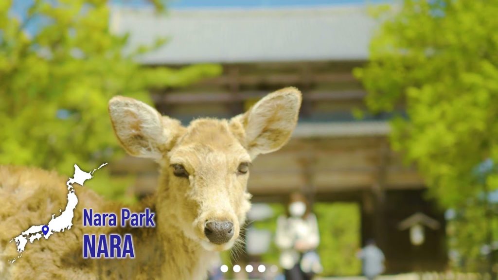 Play Japan | Aichi, Mie, Wakayama, Nara, Osaka | JNTO