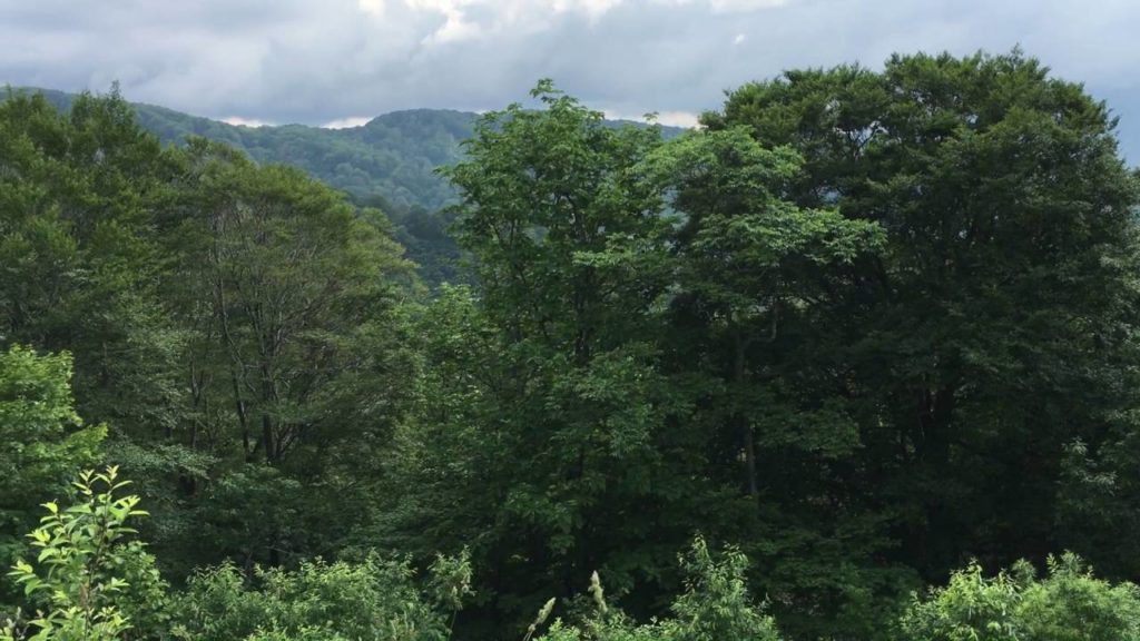 Shirakami Sanchi, Tohoku