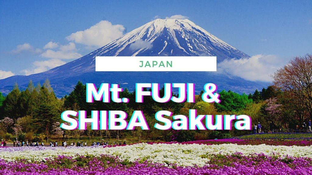 Mt. FUJI & Shibazakura's Breathtaking Beauty