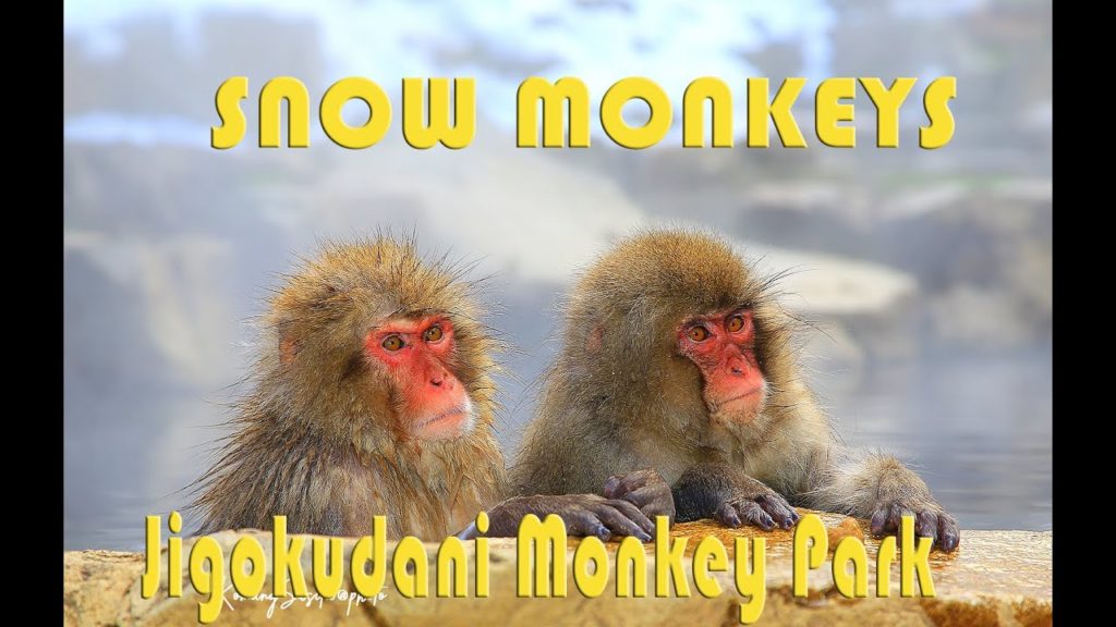 Snow Monkeys of Japan | Jigokudani Monkey Park Nagano#hotspring