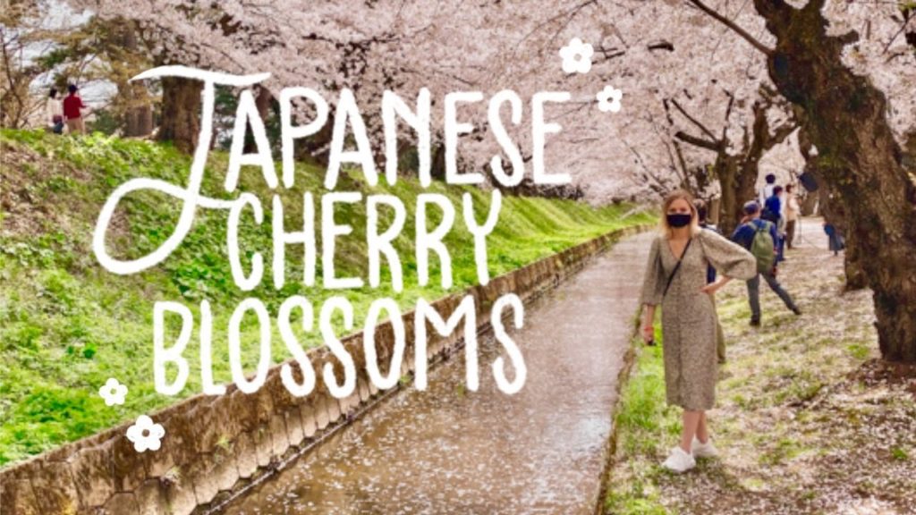 HIROSAKI CHERRY BLOSSOM FESTIVAL | AOMORI, JAPAN! HIROSAKI CHERRY BLOSSOM FESTIVAL | AOMORI, JAPAN!