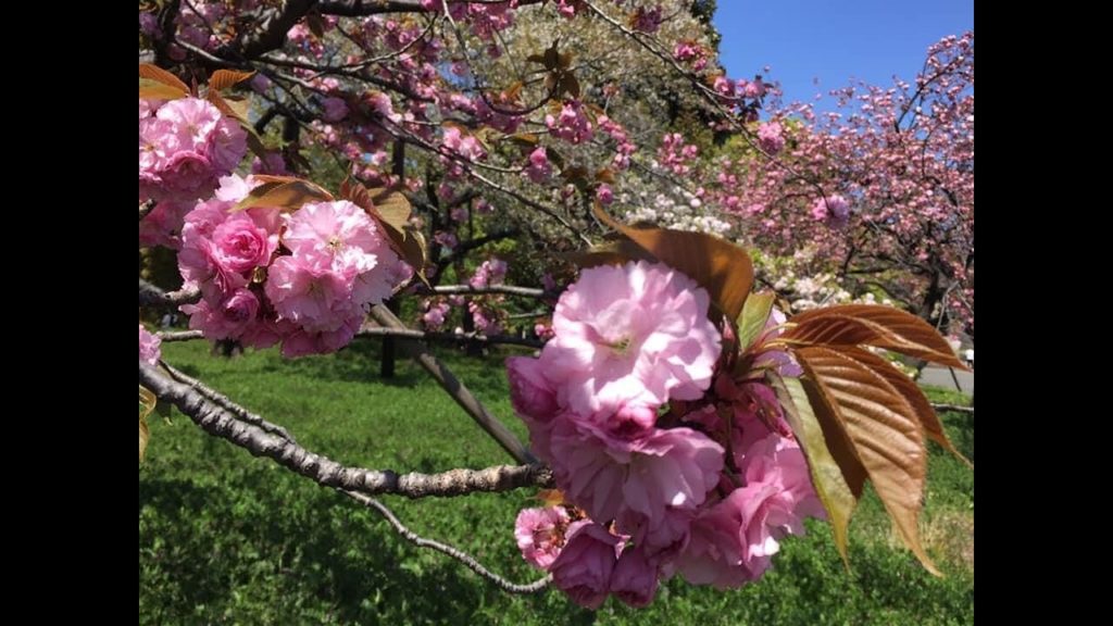 Sakura Park(Cherry blossom)At Hiroshima Peace Memorial Park