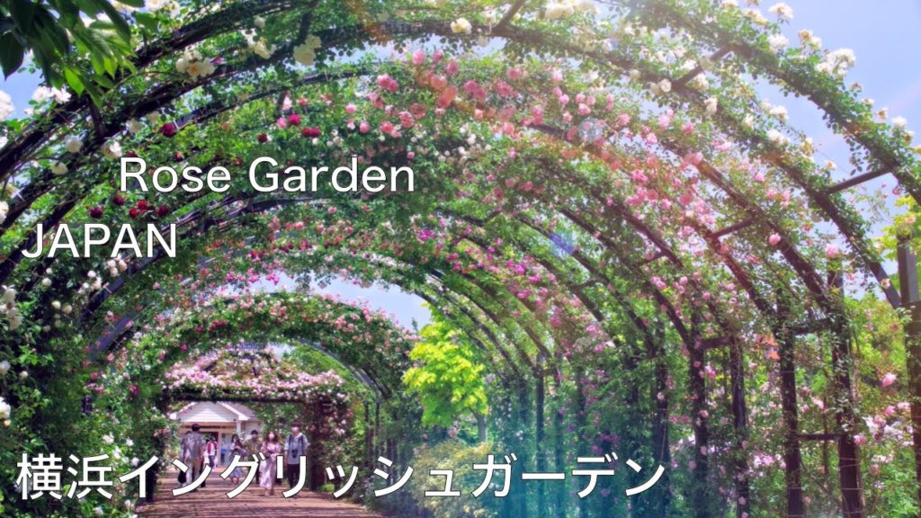 バラ 見頃 Alo Japan