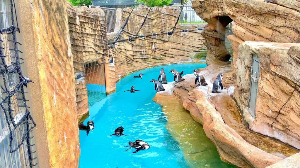 4K Japan Zoo Walking Tour – Higashiyama Zoo in Nagoya (東山動物園) 4K Japan Zoo Walking Tour - Higashiyama Zoo in Nagoya (東山動物園)