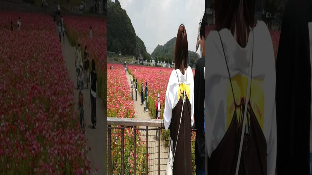 ポピーの花畑に行ってきました ロング動画あり（岡山県笠岡ベイファーム）I went to a poppy flower field #shorts / Japan / Online travel