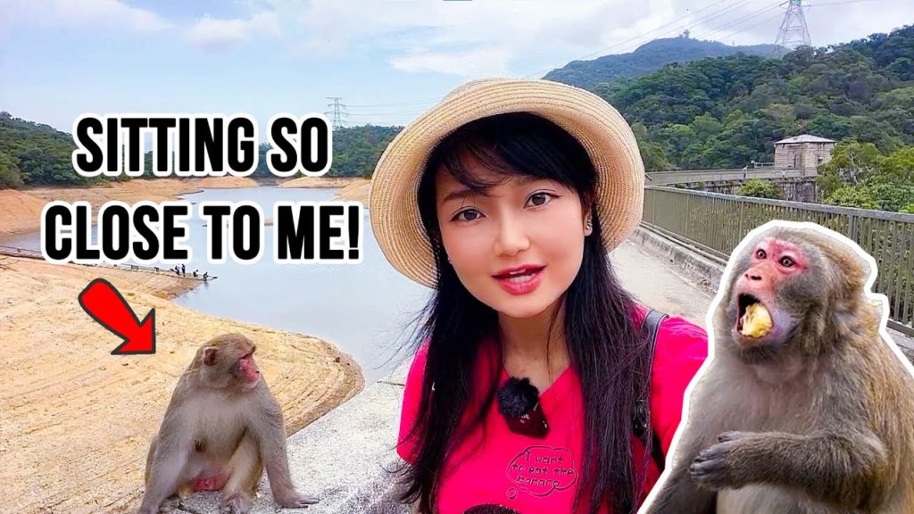 MONKEYS & OKINAWA DINNER | Golden Week Vlog
