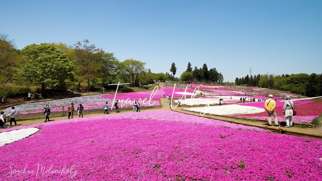 Surrounded by 400,000 flowers | Japan Travel Vlog