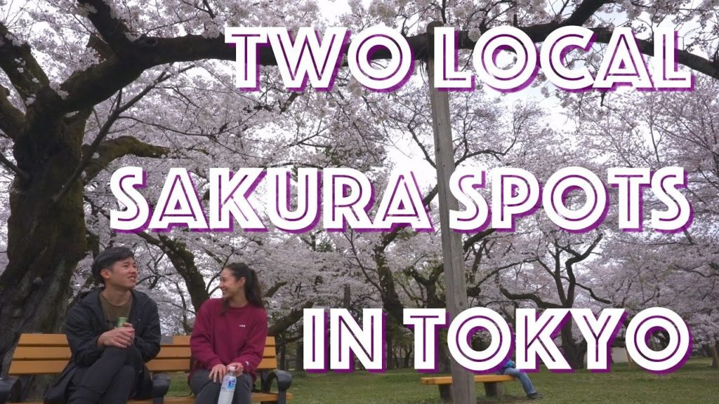Cherry Blossom Hunting in Tokyo