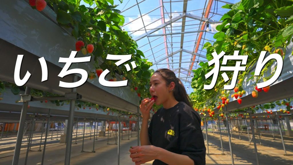 Strawberry Picking in Tokyo – 11 Japanese varieties! Strawberry Picking in Tokyo - 11 Japanese varieties!