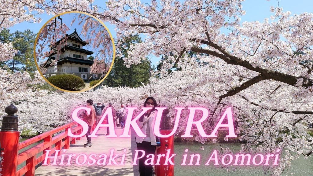 【The cherry blossoms in Hirosaki Park Aomori】Second day of trip to Northern Japan 2021 【The cherry blossoms in Hirosaki Park Aomori】Second day of trip to Northern Japan 2021