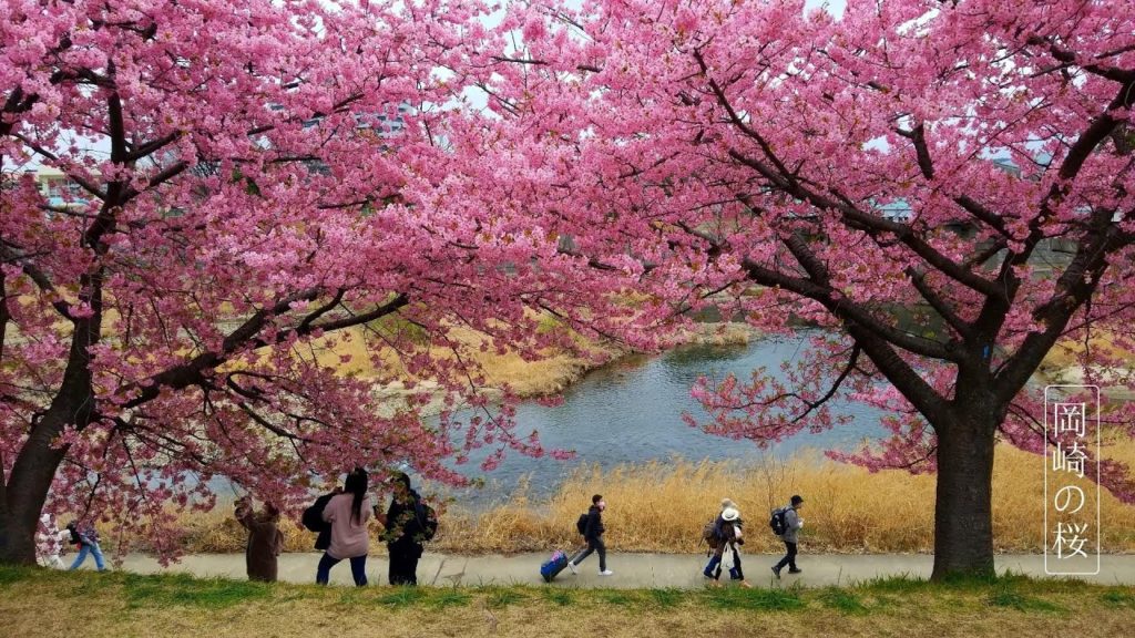 Cherry Blossoms in Higashi Okazaki - Japan Travel - JV GO #Shorts