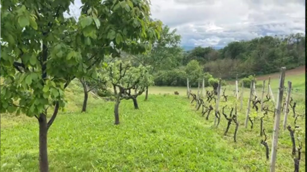 π΄4K Virtual Hike, Amazing Nature Scenery with Soothing Music Relaxing Walk In The Beautiful Forest π΄4K Virtual Hike, Amazing Nature Scenery with Soothing Music Relaxing Walk In The Beautiful Forest