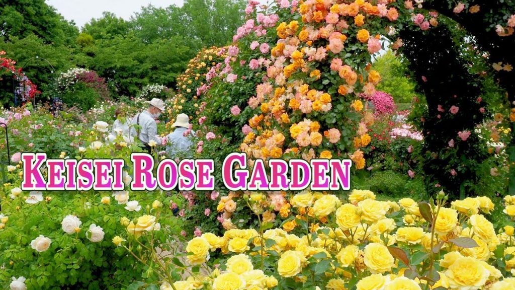 Keisei Rose Garden 2021 Spring. #京成バラ園 #4K