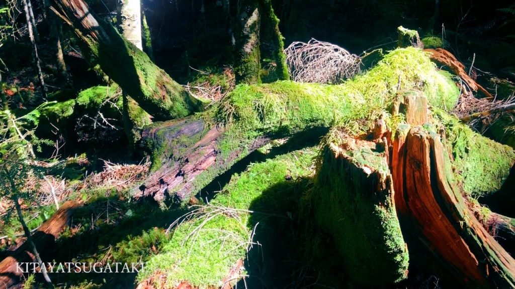 MOVIE 30S ‖ Kitayatsugatake, Nagano, Japan / 北八ヶ岳, 長野（2020）