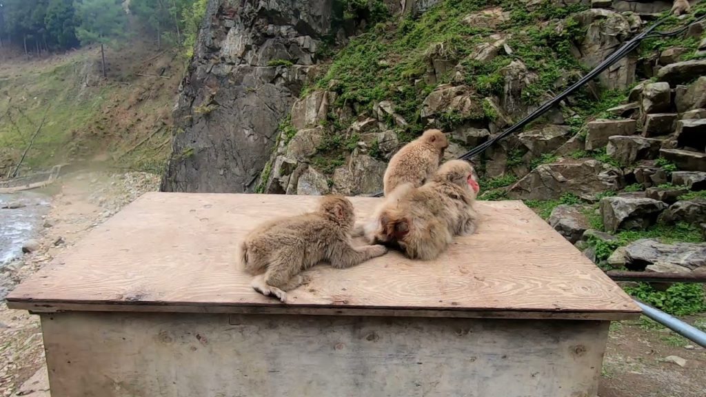 Japan HD - Snow Monkeys of Japan | Jigokudani Snow Monkey Park  地獄谷野猿公苑​