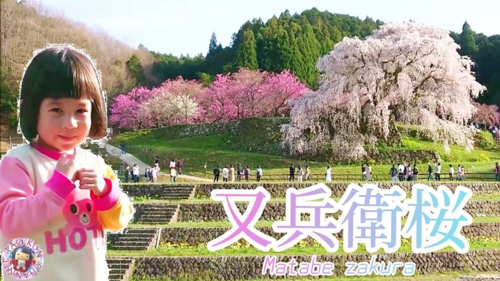🌸又兵衛桜🌸奈良の桜の名所🌸宇陀のお花見スポット🌸NHK大河ドラマにも出演🌸戦国武将・後藤又兵衛の屋敷跡🌸A Famous place for cherry blossoms in Nara🦌 🌸又兵衛桜🌸奈良の桜の名所🌸宇陀のお花見スポット🌸NHK大河ドラマにも出演🌸戦国武将・後藤又兵衛の屋敷跡🌸A Famous place for cherry blossoms in Nara🦌