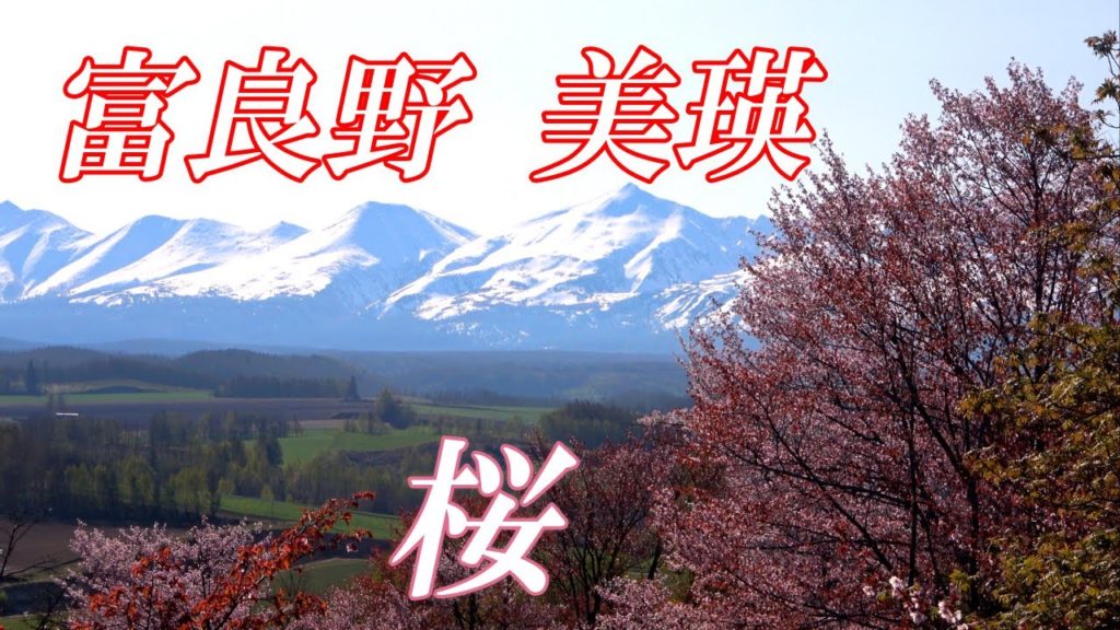 桜【北海道　富良野　美瑛】４Ｋ