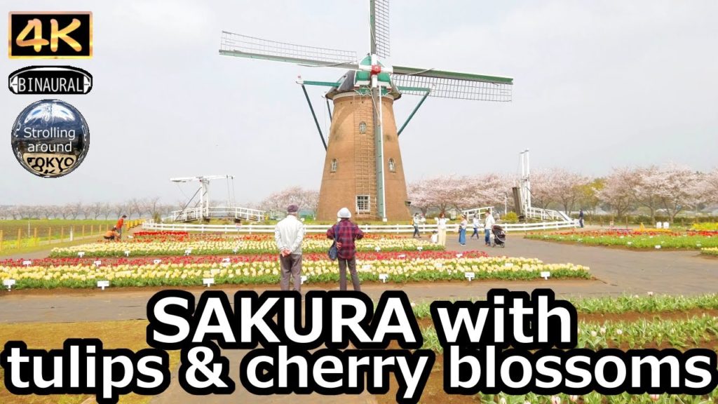 SAKURA with tulips, cherry blossoms and windmill – 4K Chiba Japan SAKURA with tulips, cherry blossoms and windmill - 4K Chiba Japan