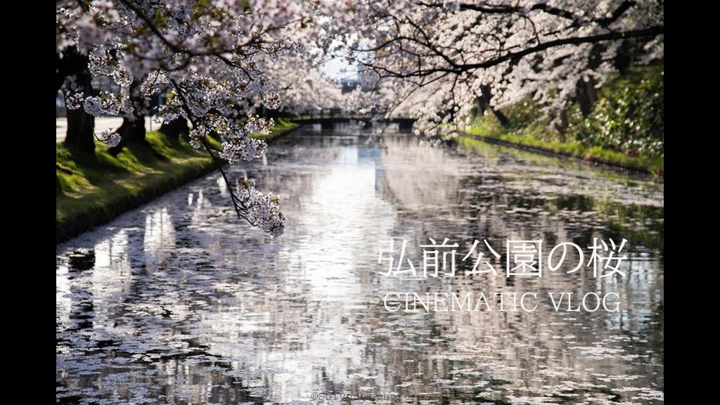 【東北・弘前市】満開の弘前公園の桜【CINEMATIC VLOG】α７Ⅲ＋FE55ｍｍ F1.8