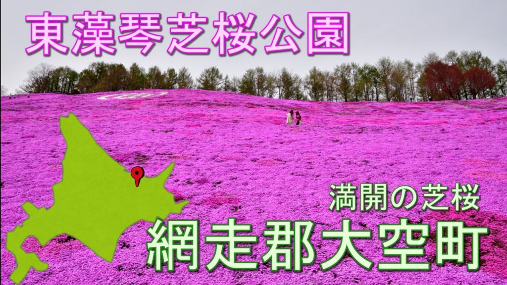【北海道旅行】満開の芝桜ピンクのジュータンが一面に、芝桜まつりを晴天の中まさに絶景！！北海道の芝桜の名所と言えば、芝桜滝の上公園と東藻琴芝桜公園は凄い　　Superb view of Japan